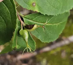 Asphondylia diervillae thumbnail 2