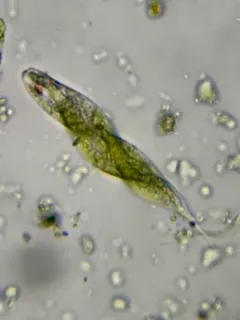 Lepocinclis tripteris thumbnail 2