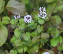 watermint thumbnail 4