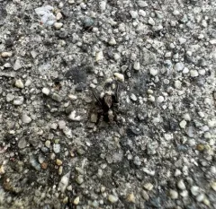 House Jumping Spider thumbnail 3