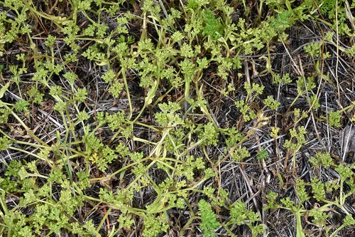 Hairy-fruited Cornsalad