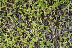 Hairy-fruited Cornsalad thumbnail 1