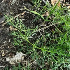 Caraway thumbnail 2
