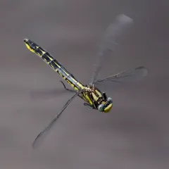 Beaverpond Clubtail thumbnail 2
