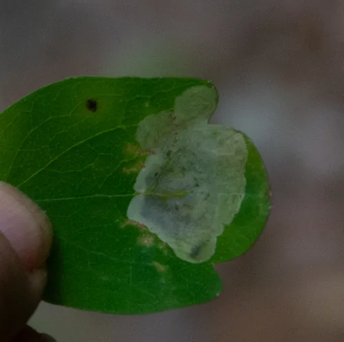 Phytomyza plumiseta