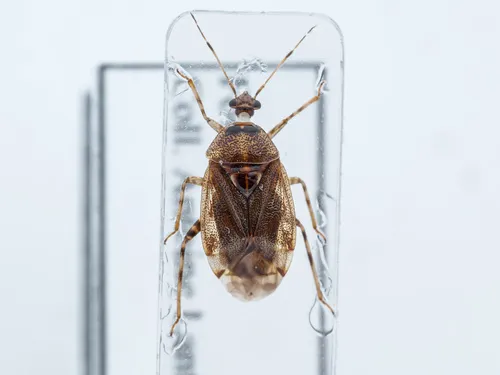 Deraeocoris aphidiphagus