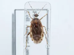 Deraeocoris aphidiphagus thumbnail 1