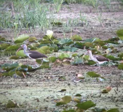 White Ibis thumbnail 3