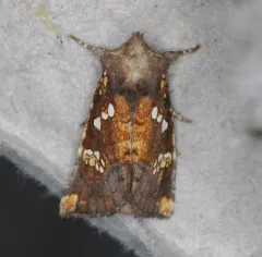 Turtlehead Borer Moth thumbnail 1