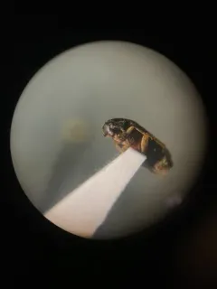 Hallomenus scapularis thumbnail 4