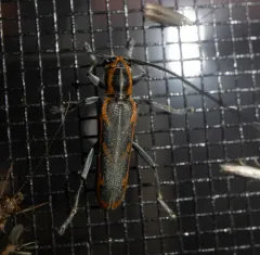 Oblique-banded Longhorn Beetle thumbnail 4