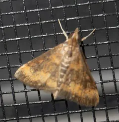 Variable Reddish Pyrausta Moth thumbnail 2