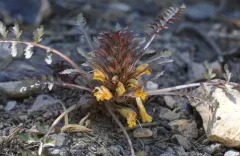 pinewoods lousewort thumbnail 2
