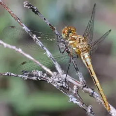 Striped Meadowhawk thumbnail 2
