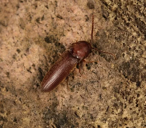 Dirrhagofarsus lewisi