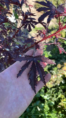 cranberry hibiscus