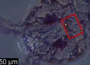 Xenylla christianseni