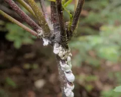 Cottony Maple Scale thumbnail 2