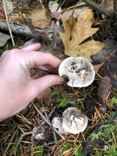 Inocybe grammata thumbnail 2