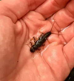 Western Stonefly thumbnail 2