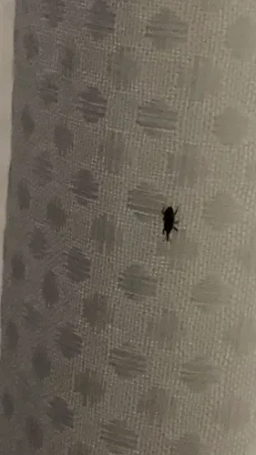 Rice Weevil
