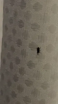 Rice Weevil thumbnail 1