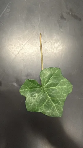 Ivy Anthracnose