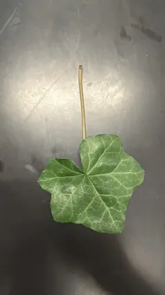 Ivy Anthracnose thumbnail 1