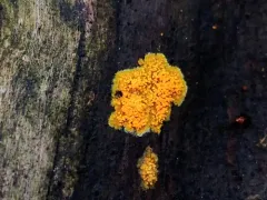 Phlebia subceracea thumbnail 2