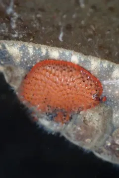 red-rust bryozoan thumbnail 1