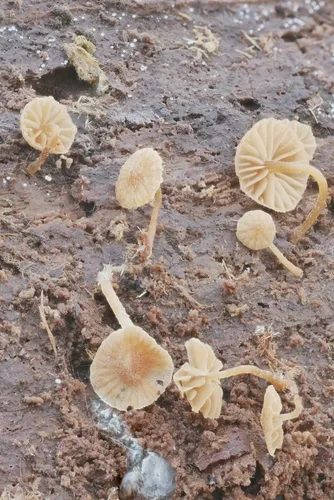 Phaeomarasmius borealis