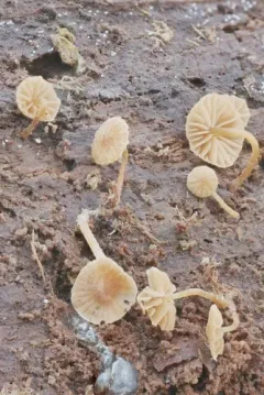 Phaeomarasmius borealis thumbnail 1