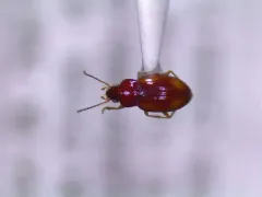 Elaphropus anceps thumbnail 2