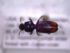 Greater Tail-light Carabid thumbnail 2
