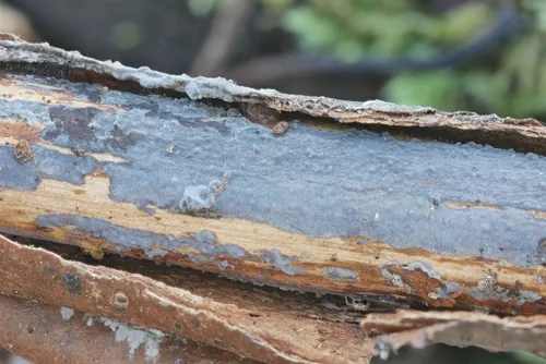 Peniophora violaceolivida