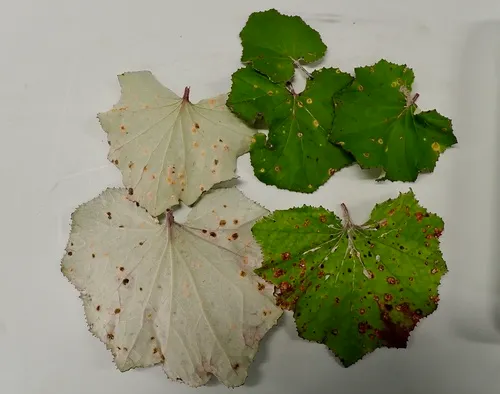 Coltsfoot Gall Rust