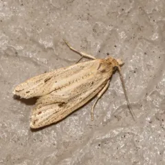 Two-spotted Aethes thumbnail 2