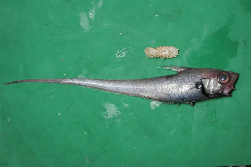 Syscenus infelix