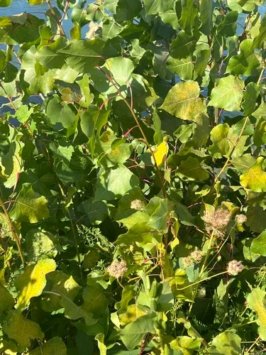 Cottonwood Leaf Rust