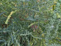 Grass-leaved Orache thumbnail 1