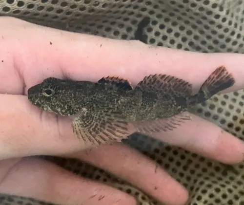 Torrent Sculpin