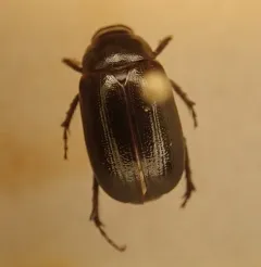 Diplotaxis brevicollis thumbnail 3