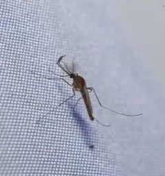 Northern Frog-biting Mosquito thumbnail 2