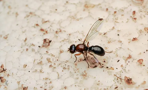 Mycetaulus longipennis