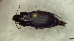 Harpalus nigritarsis thumbnail 2