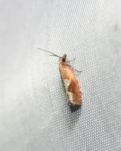 Epinotia septemberana thumbnail 4