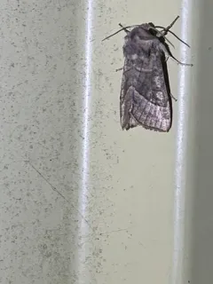 Hop Vine Borer Moth thumbnail 1
