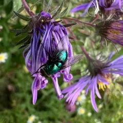 Illustrious Greenbottle Fly thumbnail 2