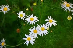 scentless mayweed thumbnail 1