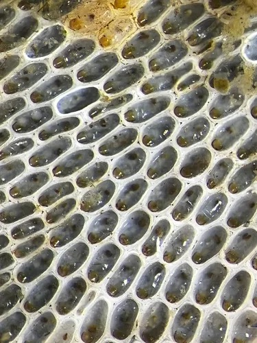 Encrusting Bryozoan